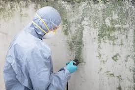 Environmental Consulting for Mold Prevention in Dallas, TX